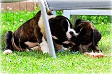 Emma & Enzo, 8 weeks